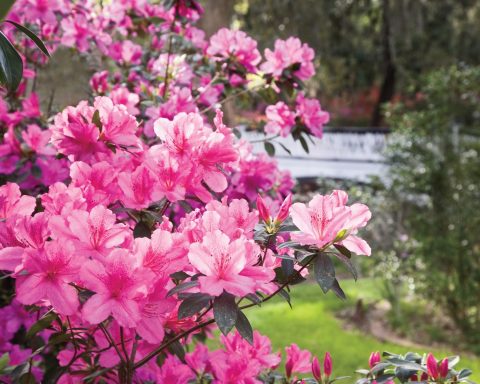 Growing Azaleas in containers: Container Gardening Tips
