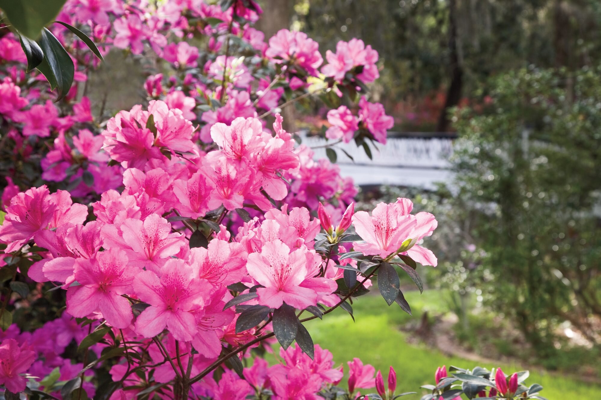 Growing Azaleas in containers: Container Gardening Tips