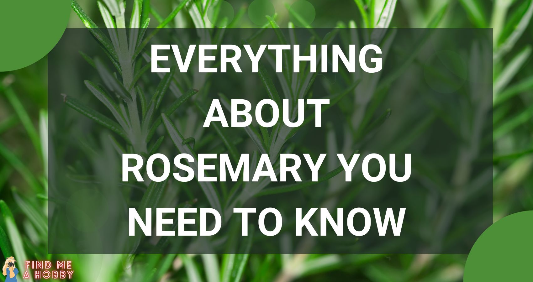 Everything About Rosemary You Need To Know
