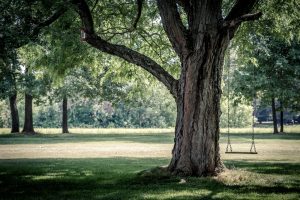 4 Questions to Ask Yourself Before Deciding to Remove a Tree